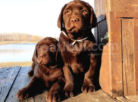 Show Güzelli̇kte Labrador Retriever Bebekler görsel