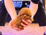Gerçek Kore Kani Toy Poodle Yavrulari̇mi̇z 