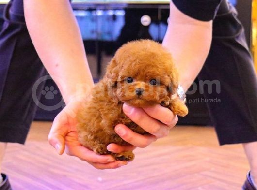 Gerçek Kore Kani Toy Poodle Yavrulari̇mi̇z  görsel