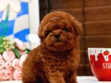 EN İYİ KORE KANI TOY POODLE YAVRULARİMİZ