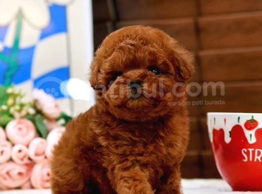 En İyi̇ Kore Kani Toy Poodle Yavrulari̇mi̇z