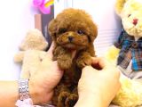 GERÇEK KORE KANI TOY POODLE YAVRULARİMİZ 