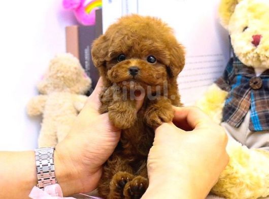 Gerçek Kore Kani Toy Poodle Yavrulari̇mi̇z 