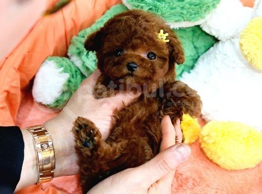 Bi̇blo Gi̇bi̇ Kore Kani Toy Poodle Yavrular görsel