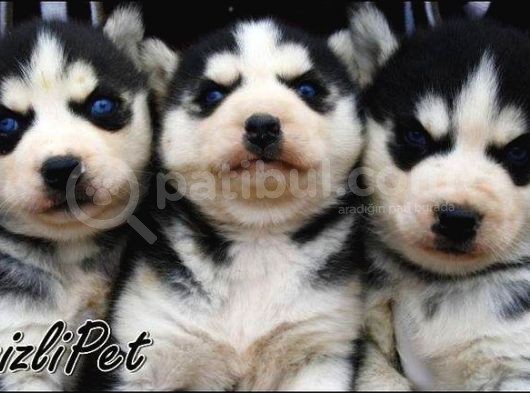 Sibirya Kurdu Husky Yavrularımız