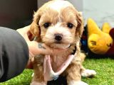 maltipoo ufacık bebekler