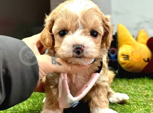 Maltipoo Ufacık Bebekler