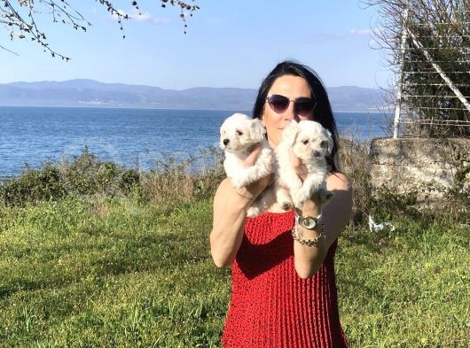 Maltese Yavrularım Sağlık Ve Irk Garantilidir görsel