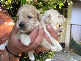Maltipoo Yavrularım Sağlık Be Irk Garantili