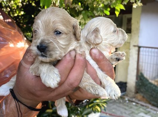 Maltipoo Yavrularım Sağlık Be Irk Garantili görsel