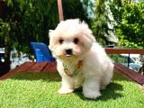 Mini Güzel Maltese Bebekler