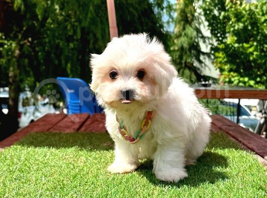 Mini Güzel Maltese Bebekler görsel