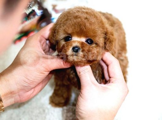Red Brown Toy Poodle Yavrularımız