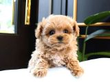 KUSURSUZ TOY POODLE YAVRULAR