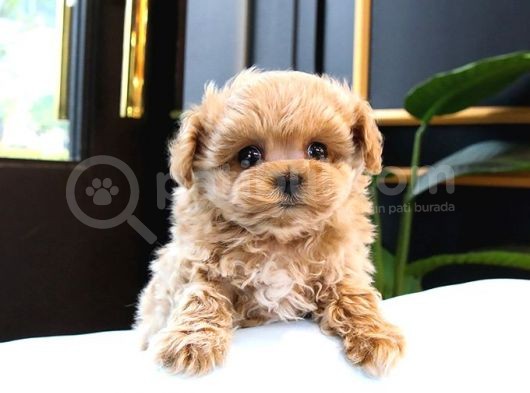 Kusursuz Toy Poodle Yavrular