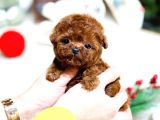 Show Kali̇te Red Brown Toy Poodle Bebekleri̇m