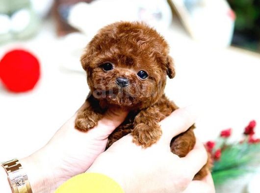 Show Kali̇te Red Brown Toy Poodle Bebekleri̇m görsel