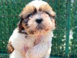 Sıfır burun shihtzu