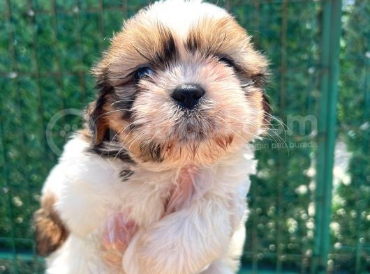 Sıfır Burun Shihtzu