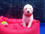 Ücretsiz Orji̇nal Standart (Dev) Poodle Yavrular