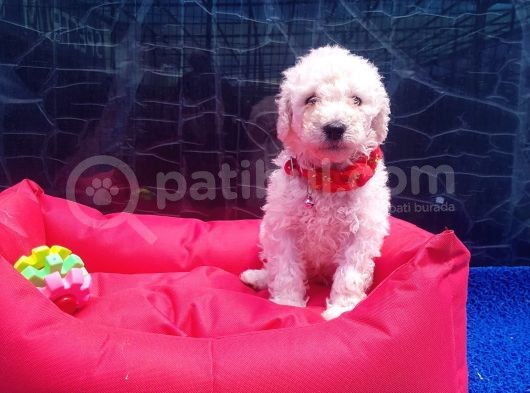 Ücretsiz Orji̇nal Standart (Dev) Poodle Yavrular görsel