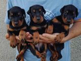 Show GÜZELLİKTE Safkan Doberman Yavrular