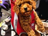 Puppy Toy Poodle