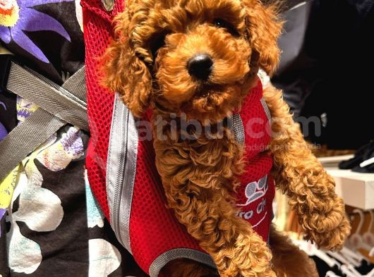 Puppy Toy Poodle