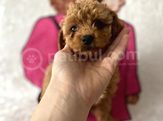 Orijinal Irk Efsane Toy Poodle Bebekler