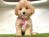 0 NUMARA MİNİ BOY MALTİPOO YAVRULAR