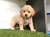 0 Numara Mi̇ni̇ Boy Malti̇poo Yavrular