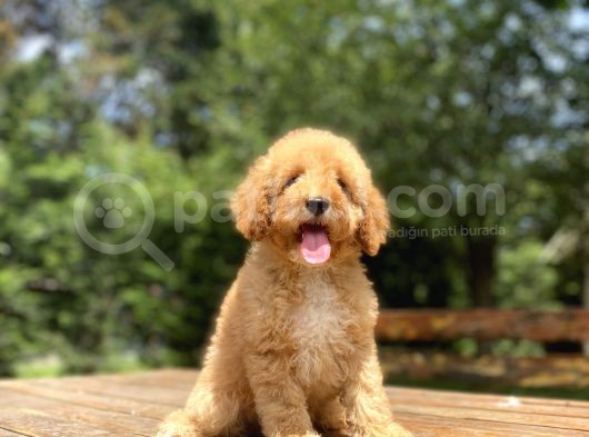 Aşili Bebek Suratli Toy Poodle Yavrular görsel