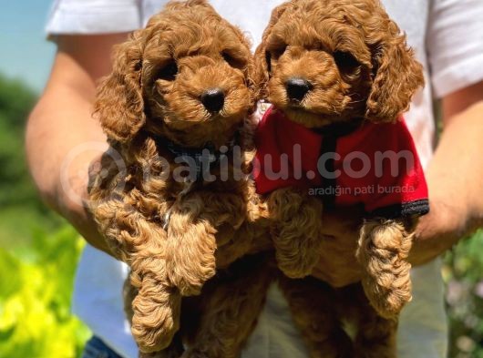 Red Toy Poodle görsel
