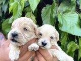 Maltipoo Yavrularım Sağlık Be Irk Garantili