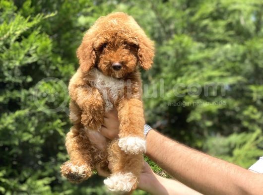 Çok Özel Renk Party Colour Red Poodle Bebeği̇mi̇z görsel