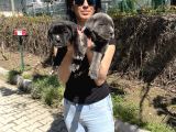 Cane Corso Blue Ve Siyah Yavrularım Sğlık Ve Irk Garantilidir