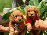 Red Toy Poodle