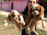 Cavalier yavrularım sağlık ve ırk garantilidir