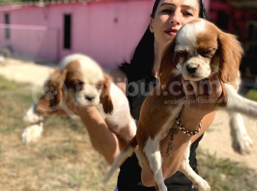 Cavalier Yavrularım Sağlık Ve Irk Garantilidir