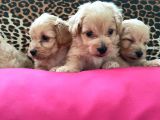 Maltipoo Yavrularım Sağlık Be Irk Garantili