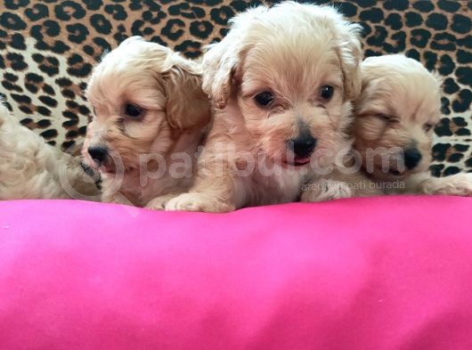 Maltipoo Yavrularım Sağlık Be Irk Garantili görsel