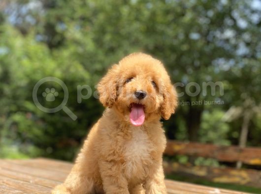 Aşili Bebek Suratli Toy Poodle Yavrular görsel