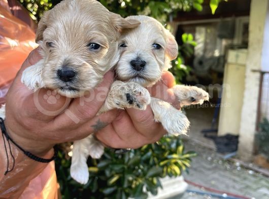 Maltipoo Yavrularım Sağlık Be Irk Garantili görsel