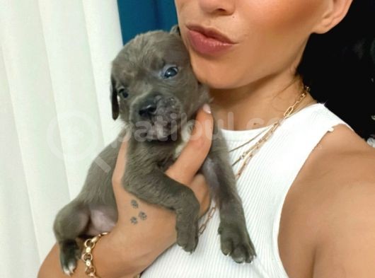 Cane Corso Blue Ve Siyah Yavrularım Sğlık Ve Irk Garantilidir görsel