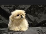 Ev Üretimi Safkan Pekines Yavrular