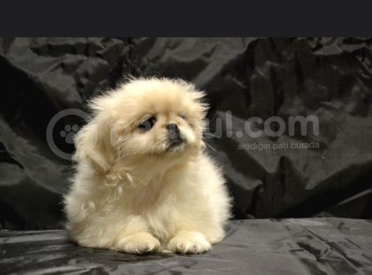 Ev Üretimi Safkan Pekines Yavrular görsel