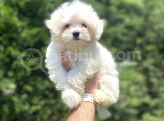 Orji̇nal Maltese Terri̇er Bebeği̇mi̇z Aşili görsel