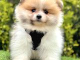 Safkan Pomerani̇an Boo Ori̇ji̇nal Yavrular