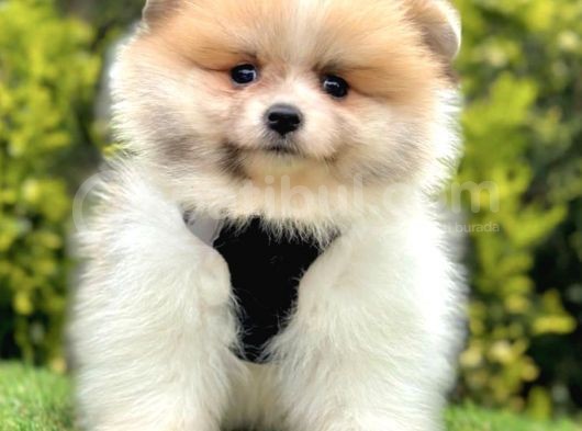 Safkan Pomerani̇an Boo Ori̇ji̇nal Yavrular