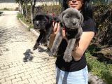 Cane Corso Blue Ve Siyah Yavrularım Sğlık Ve Irk Garantilidir